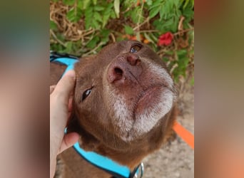 Cacao