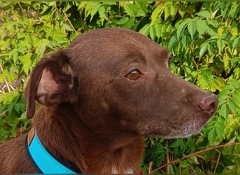 Cacao