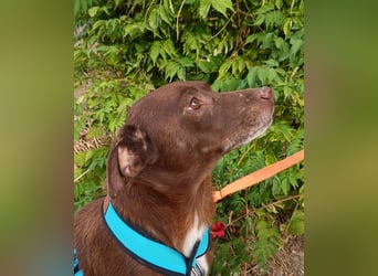 Cacao