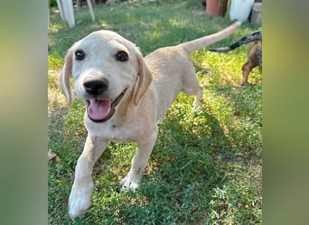 BAMBI - zum Verlieben - 5 Monate, sp. 45-50cm - Labrador-Mix