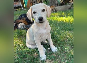 BAMBI - zum Verlieben - 5 Monate, sp. 45-50cm - Labrador-Mix