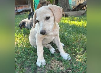 BAMBI - zum Verlieben - 5 Monate, sp. 45-50cm - Labrador-Mix