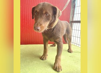 *(R)* ❤️❤️❤️ liebenswerte Schmuserin DAGGI - 6 Jahre, 50cm - Labrador-Mischling