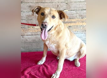liebenswerte Schmuserin DAGGI - 6 Jahre, 50cm - Labrador-Mischling