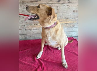 liebenswerte Schmuserin DAGGI - 6 Jahre, 50cm - Labrador-Mischling