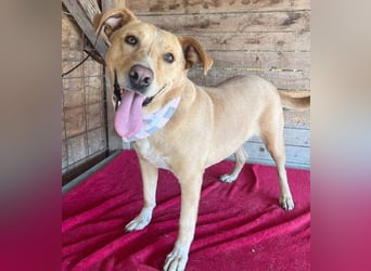 liebenswerte Schmuserin DAGGI - 6 Jahre, 50cm - Labrador-Mischling