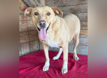 liebenswerte Schmuserin DAGGI - 6 Jahre, 50cm - Labrador-Mischling