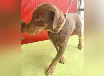 *(R)* ❤️❤️❤️ liebenswerte Schmuserin DAGGI - 6 Jahre, 50cm - Labrador-Mischling