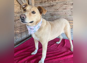 liebenswerte Schmuserin DAGGI - 6 Jahre, 50cm - Labrador-Mischling