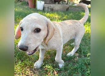 BAMBI - zum Verlieben - 5 Monate, sp. 45-50cm - Labrador-Mix
