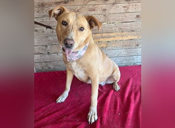 liebenswerte Schmuserin DAGGI - 6 Jahre, 50cm - Labrador-Mischling