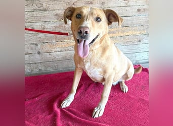 liebenswerte Schmuserin DAGGI - 6 Jahre, 50cm - Labrador-Mischling