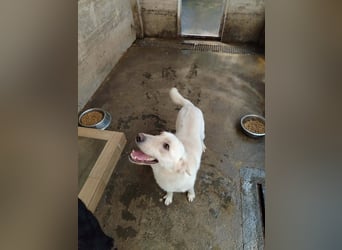 Lieber Labrador Mischling Matti sucht seine Familie
