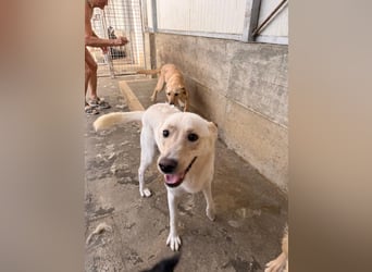 Lieber Labrador Mischling Matti sucht seine Familie