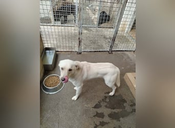 Lieber Labrador Mischling Matti sucht seine Familie