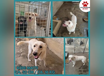 Lieber Labrador Mischling Matti sucht seine Familie