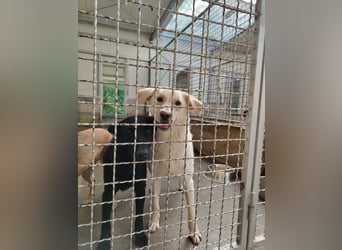 Lieber Labrador Mischling Matti sucht seine Familie