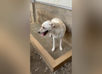 Lieber Labrador Mischling Matti sucht seine Familie