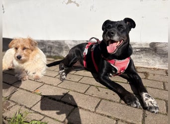 Blacky - sooo liebevoll
