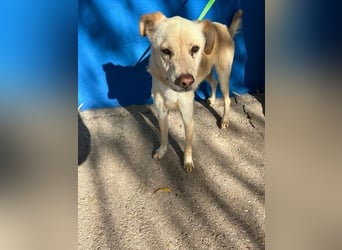 Notfall Edu- er leidet im Tierheim