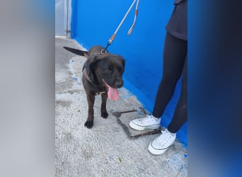 Kuma - liebe Labrador-Seele sucht ihr Für-immer-Zuhause