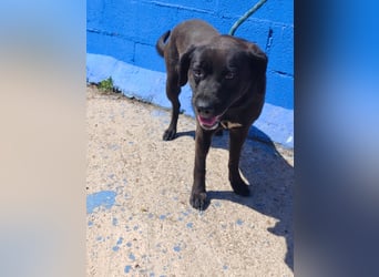 Kuma - liebe Labrador-Seele sucht ihr Für-immer-Zuhause