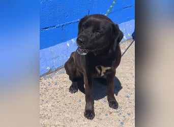 Kuma - liebe Labrador-Seele sucht ihr Für-immer-Zuhause