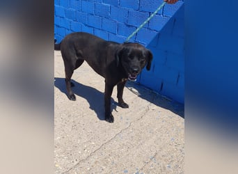 Kuma - liebe Labrador-Seele sucht ihr Für-immer-Zuhause