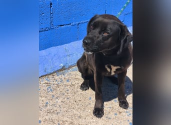 Kuma - liebe Labrador-Seele sucht ihr Für-immer-Zuhause
