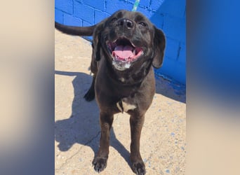 Kuma - liebe Labrador-Seele sucht ihr Für-immer-Zuhause