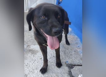 Kuma - liebe Labrador-Seele sucht ihr Für-immer-Zuhause
