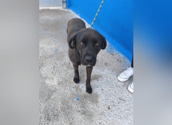 Kuma - liebe Labrador-Seele sucht ihr Für-immer-Zuhause