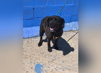 Kuma - liebe Labrador-Seele sucht ihr Für-immer-Zuhause