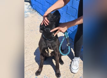 Kuma - liebe Labrador-Seele sucht ihr Für-immer-Zuhause