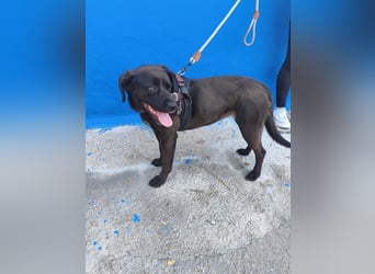 Kuma - liebe Labrador-Seele sucht ihr Für-immer-Zuhause