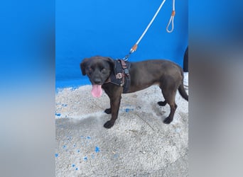 Kuma - liebe Labrador-Seele sucht ihr Für-immer-Zuhause