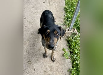 Wunderhübscher und ruhiger Grieche NERO (1 Jahr) sucht eine Familie (Frankfurt)