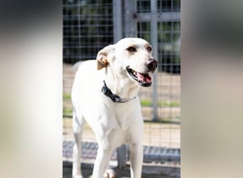 Zarte, fröhliche und menschenbezogene Hündin SNOW sucht eine Familie