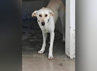 Zarte, fröhliche und menschenbezogene Hündin SNOW sucht eine Familie