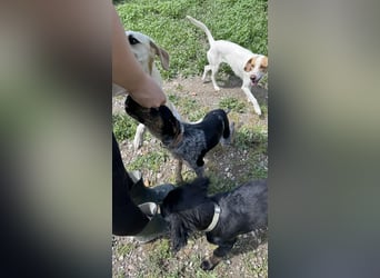 Wunderhübscher und ruhiger Grieche NERO (1 Jahr) sucht eine Familie (Frankfurt)