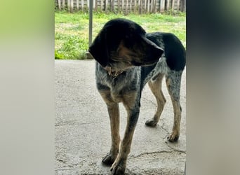 Wunderhübscher und ruhiger Grieche NERO (1 Jahr) sucht eine Familie (Frankfurt)