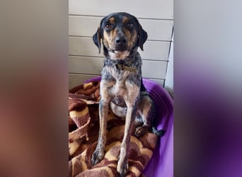 Wunderhübscher und ruhiger Grieche NERO (1 Jahr) sucht eine Familie (Frankfurt)