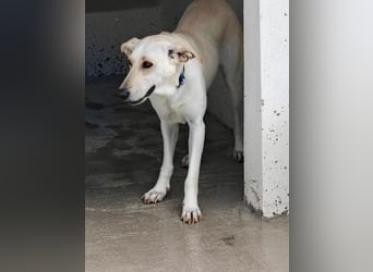 Zarte, fröhliche und menschenbezogene Hündin SNOW sucht eine Familie