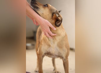 Sensibler und kuscheliger Mischlingsrüde PINO sucht ein Zuhause!