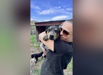 Wunderhübscher und ruhiger Grieche NERO (1 Jahr) sucht eine Familie (Frankfurt)