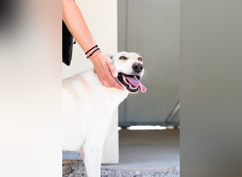 Zarte, fröhliche und menschenbezogene Hündin SNOW sucht eine Familie
