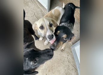 Wunderhübscher und ruhiger Grieche NERO (1 Jahr) sucht eine Familie (Frankfurt)