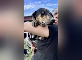 Wunderhübscher und ruhiger Grieche NERO (1 Jahr) sucht eine Familie (Frankfurt)