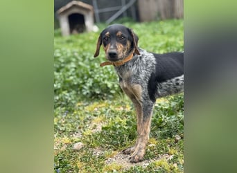 Wunderhübscher und ruhiger Grieche NERO (1 Jahr) sucht eine Familie (Frankfurt)