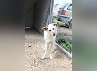 Zarte, fröhliche und menschenbezogene Hündin SNOW sucht eine Familie